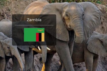 Zambia Country Flag
